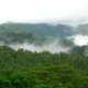 49- Les nuages dans les arbres 